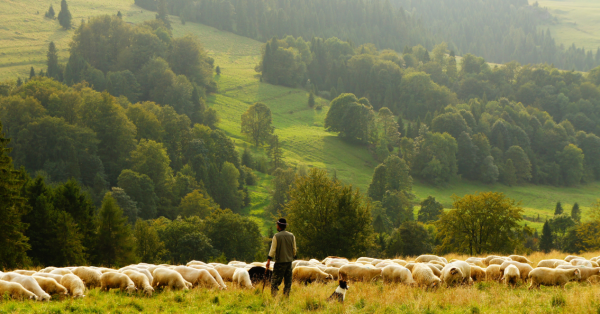 Following the Flock 1266 x 662.png