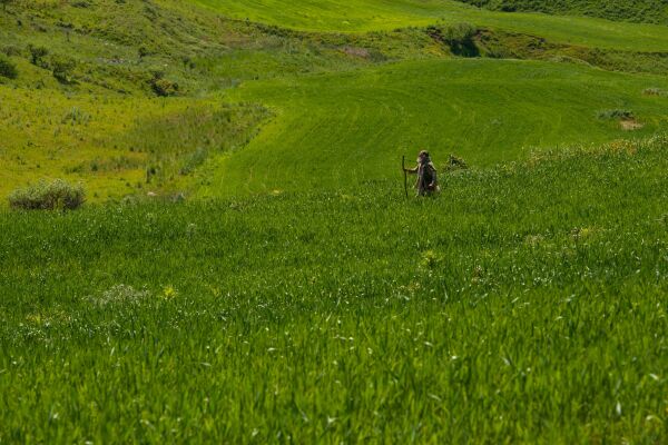 shepherd_lost_sheep (1).jpeg